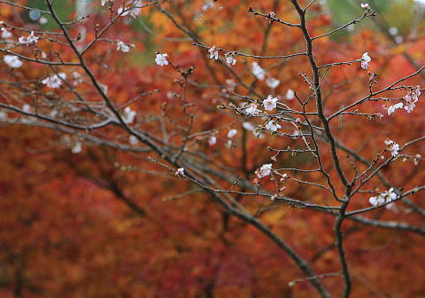 出世桜（10月～11月）