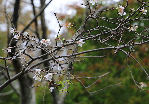 不断桜