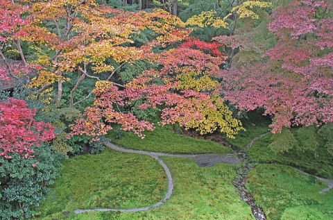 瑠璃の庭は苔との色合いがよい