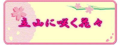Rɍ炭ԁX 